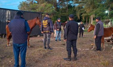 SAN LUIS DEL PALMAR | RESCATARON TRES CABALLOS QUE ESTABAN EN MAL ESTADO