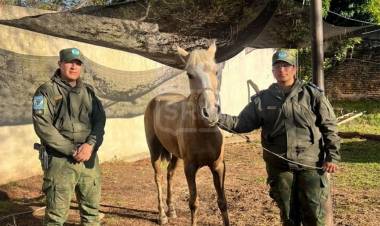 EMPEDRADO | BUSCARON A SU YEGUA DURANTE 45 DÍAS Y LA ENCONTRARON