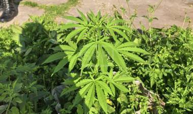 ALLANAMIENTO POR ROBO TERMINÓ CON EL SECUESTRO DE MARIHUANA EN ITATÍ