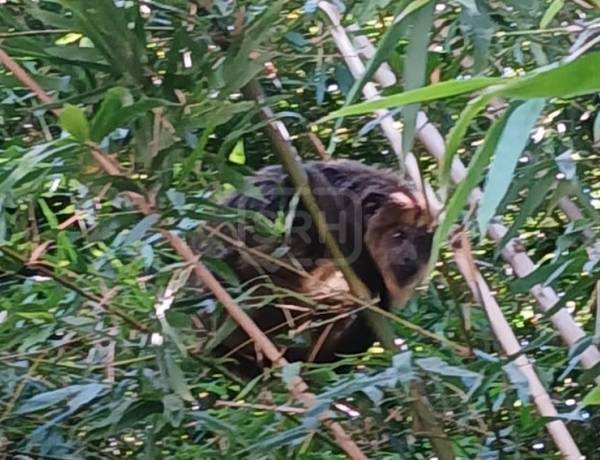 SAN ROQUE | UN MONO CARAYÁ SORPRENDIÓ A VECINOS DEL BARRIO NORTE