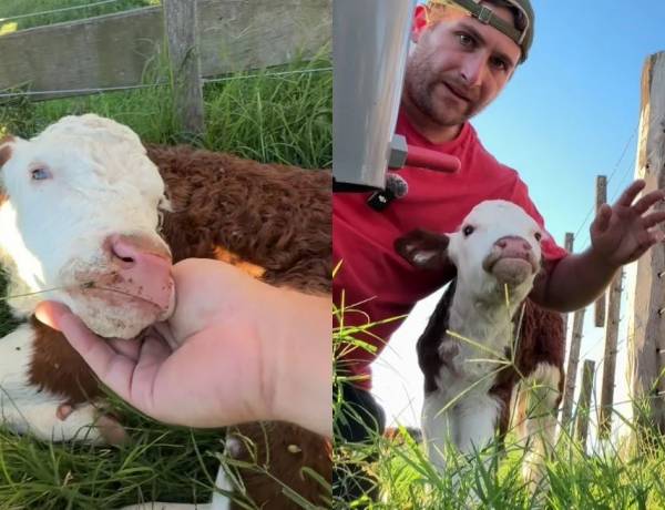 RAQUELITA, LA TERNERA QUE VENCIÓ AL ABANDONO Y EMOCIONA AL PAÍS