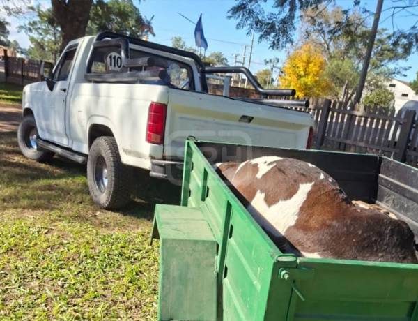 BELLA VISTA | LOS PARARON CON UNA VACA EN UN TRAILERCITO