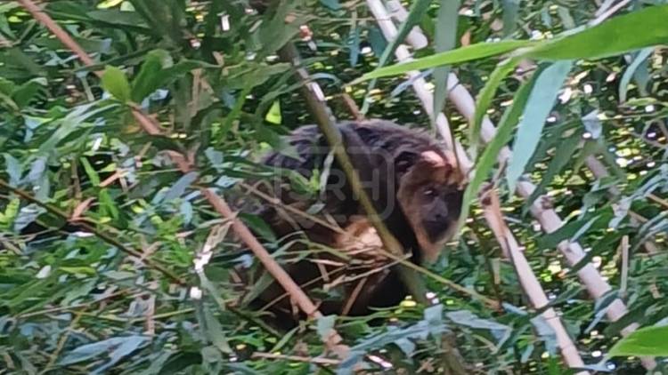 SAN ROQUE | UN MONO CARAYÁ SORPRENDIÓ A VECINOS DEL BARRIO NORTE