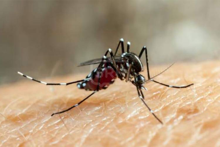 El eje central contra el Dengue es la eliminación de criaderos de mosquitos
