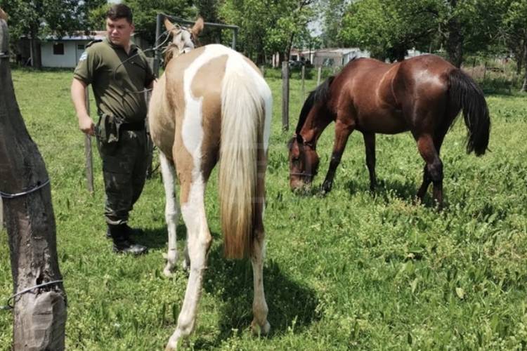 ENHORABUENA | SECUESTRARON DOS CABALLOS SUELTOS QUE DEAMBULABAN POR LA CIUDAD
