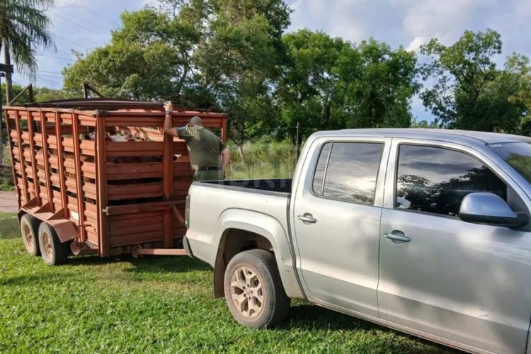 GUÍA VENCIDA Y GANADO IRREGULAR: MULTAS EN CONTROL RURAL EN SAN ROQUE