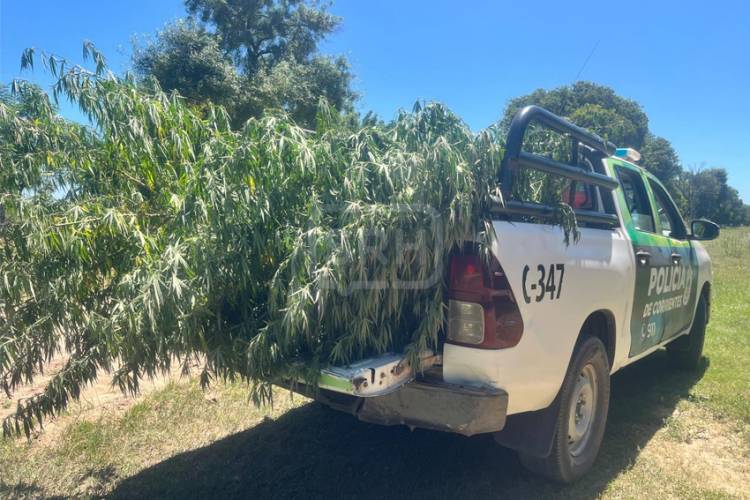 ALLANAMIENTO EN TATACUÁ: HALLAN PLANTAS DE MARIHUANA Y DEMORAN A UN HOMBRE