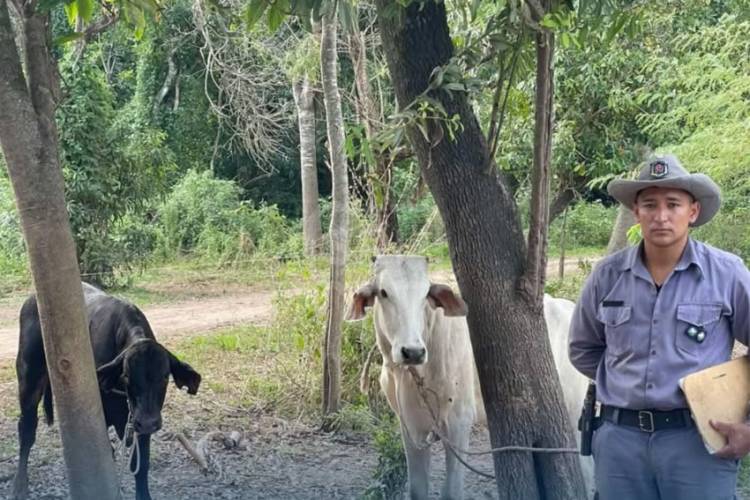 ISLA DEL CERRITO: RECUPERAN GANADO ROBADO TRAS RÁPIDO OPERATIVO RURAL