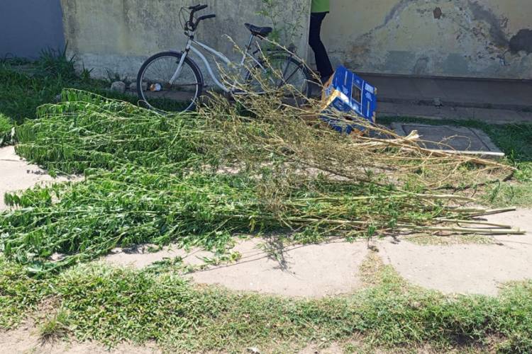 ALLANAMIENTO ANTIDROGAS: SECUESTRAN MARIHUANA Y DETIENEN A UN HOMBRE EN CURUZÚ CUATIÁ