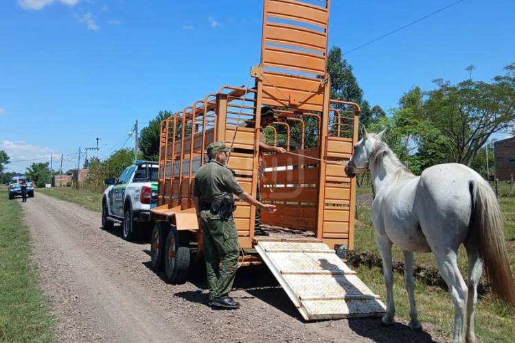 RIACHUELO | YEGUA DESBOCADA GENERÓ ALARMA EN PLENA CALLE