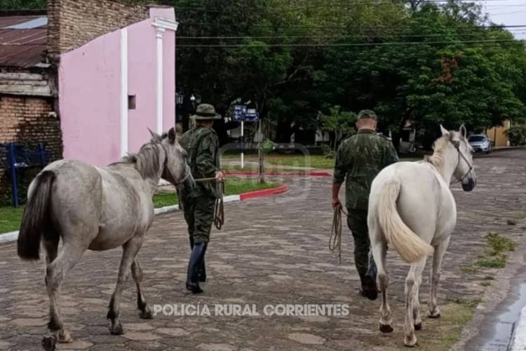 LEVANTARON CABALLOS SUELTOS EN PLENO CENTRO DE CAÁ CATÍ