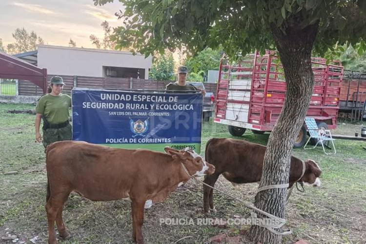 SAN LUIS DEL PALMAR | TRANSPORTABA TERNEROS ATADOS Y SIN PAPELES EN RUTA 12