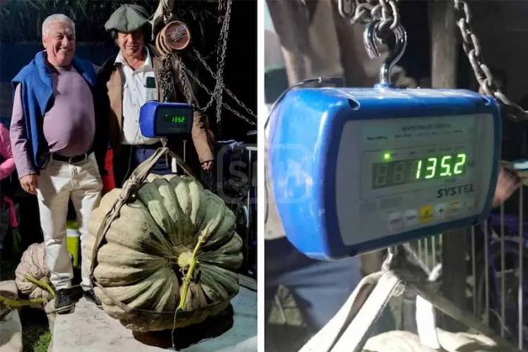 ENTRE RIOS | COSECHÓ UN ZAPALLO GIGANTE DE MÁS DE 135 KILOS