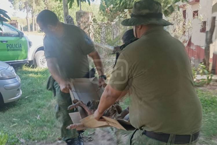 RESCATAN A UN PERRITO HERIDO Y ABANDONADO EN COLONIA PANDO