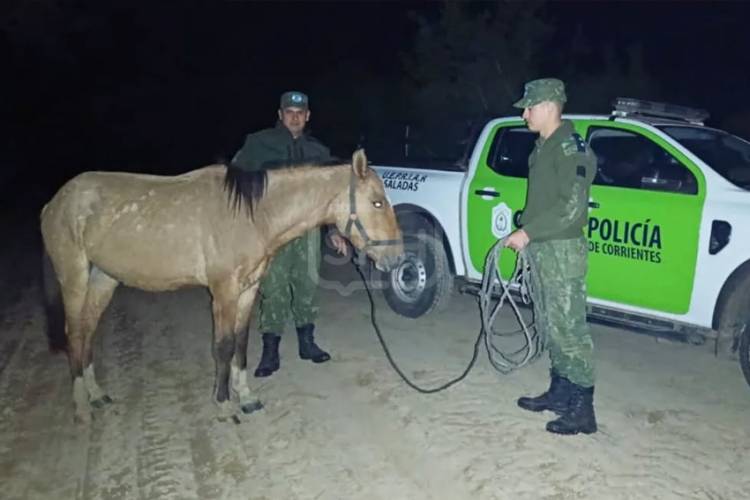LA POLICÍA RURAL RECUPERÓ DOS CABALLOS ROBADOS
