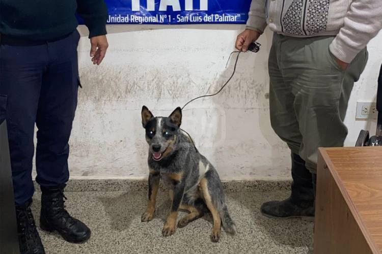 RECUPERAN UN PERRO EXTRAVIADO Y DEMORAN A UN JOVEN EN ITATÍ
