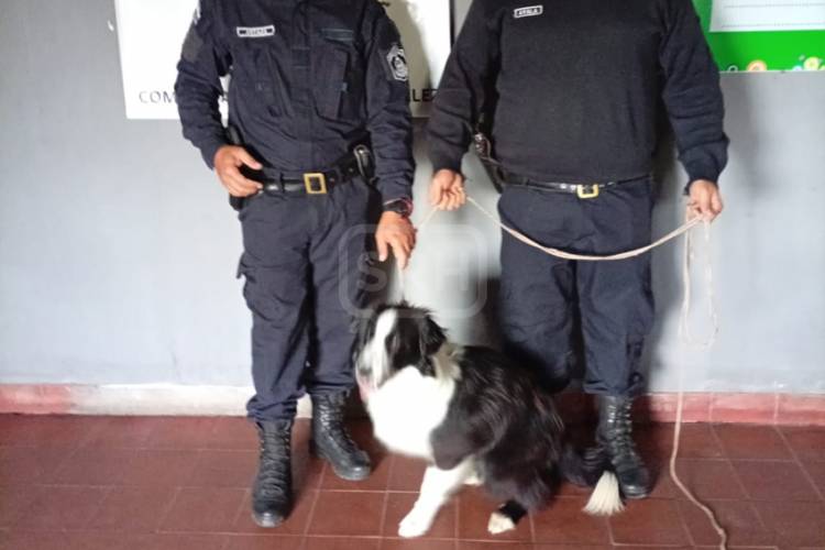LOMAS DE GONZALEZ | BUSCÓ A SU PERRO DURANTE TRES MESES Y LA HISTORIA TUVO FINAL FELIZ