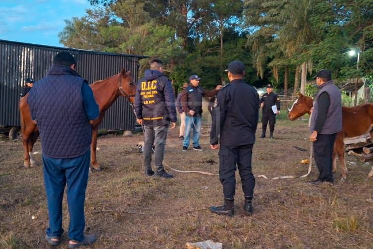 SAN LUIS DEL PALMAR | RESCATARON TRES CABALLOS QUE ESTABAN EN MAL ESTADO