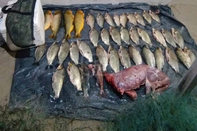 GOYA | CAYERON CON DORADOS, UN GUAZUNCHO Y UN RIFLE