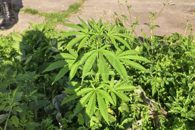 ALLANAMIENTO POR ROBO TERMINÓ CON EL SECUESTRO DE MARIHUANA EN ITATÍ